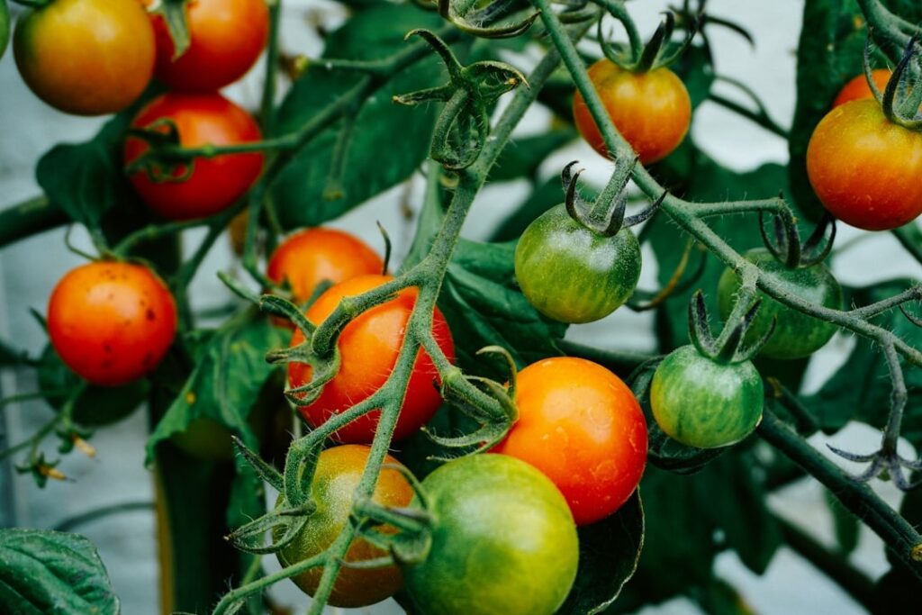 tomato on the vine