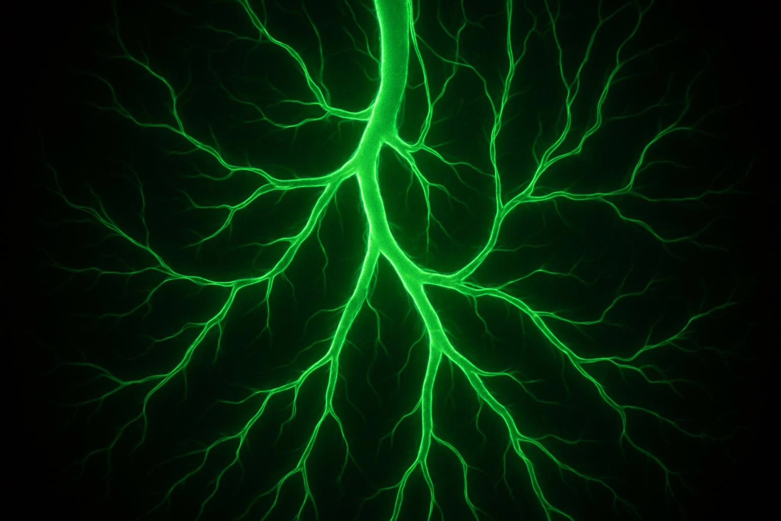 Glucosamine And Circulatory System Function Glucosamine And Circulatory System Function