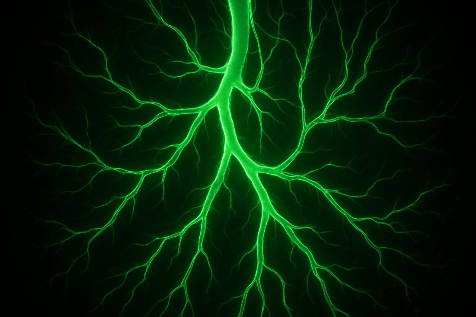Glucosamine And Circulatory System Function